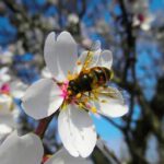 Las graves consecuencias que acarrea la crisis de abejas y abejorros