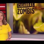 Algo inquietante ocurre cada 17 Años – Cigarras Zombi