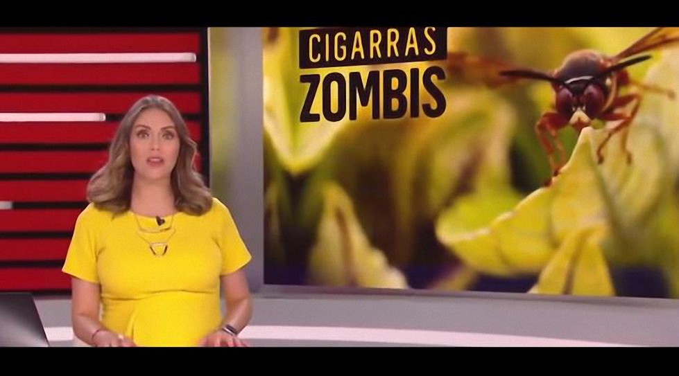 Algo inquietante ocurre cada 17 Años – Cigarras Zombi