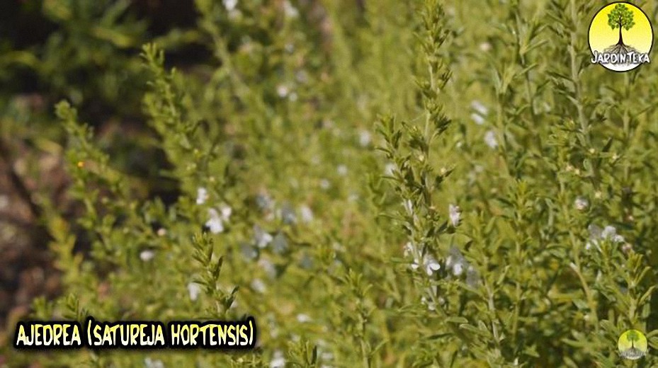 La Ajedrea, la planta prohibida en monasterios – Plantas Medicinales