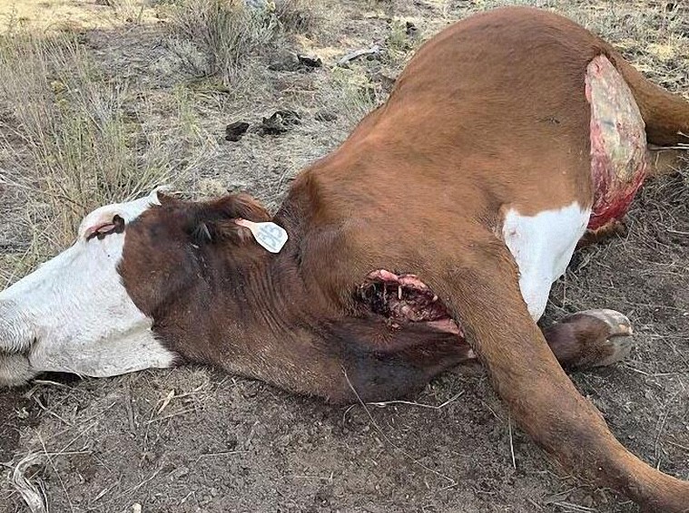 «No hay explicación lógica» en la mutilación de ganado en un rancho de Oregón