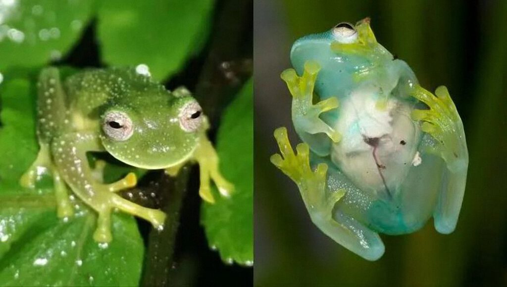 Descubren dos nuevas ranas de cristal a las que se les ve el corazón latiendo