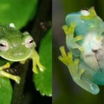 Descubren dos nuevas ranas de cristal a las que se les ve el corazón latiendo