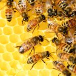 Prevenir la extinción mundial de abejas