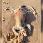 Aparece una grotesca criatura en una playa de Australia