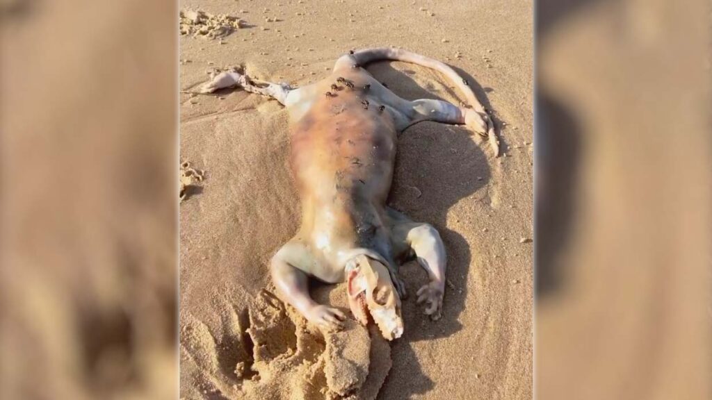 Aparece una grotesca criatura en una playa de Australia