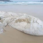 Aparece un misterioso monstruo marino en una playa de Australia