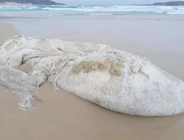 monstruo-marino-playa-australia-1024x576