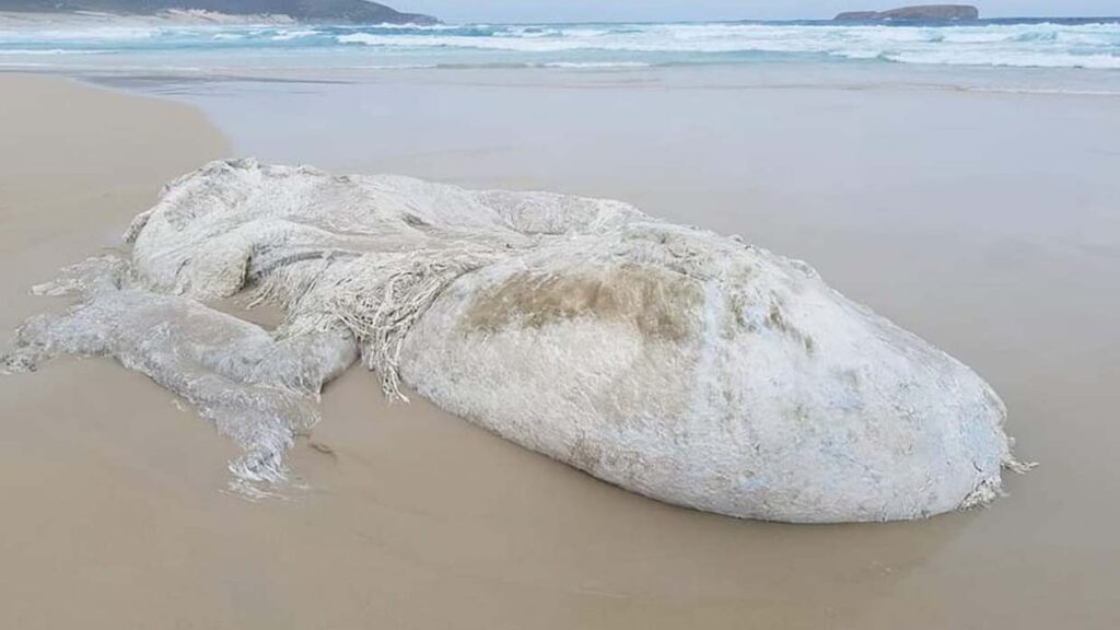 Aparece un misterioso monstruo marino en una playa de Australia