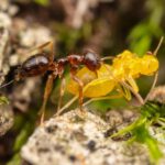 Biólogos en EE.UU. encuentran un hongo capaz de combatir la propagación de las hordas de hormigas locas invasoras