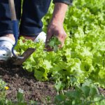 Consejos para el suministro de alimentos: 7 verduras para cultivar para su reserva de alimentos