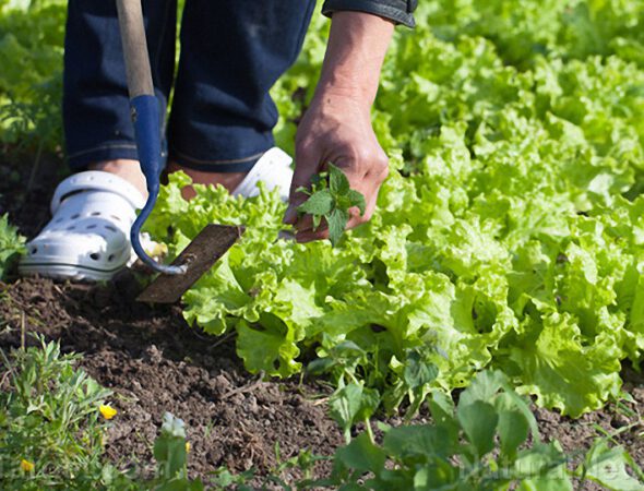 Lettuce-Farm-Gardening
