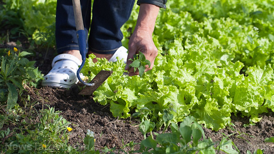 Consejos para el suministro de alimentos: 7 verduras para cultivar para su reserva de alimentos