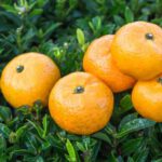 Recién exprimido: una ciudad española aprovecha las naranjas sobrantes para su suministro eléctrico