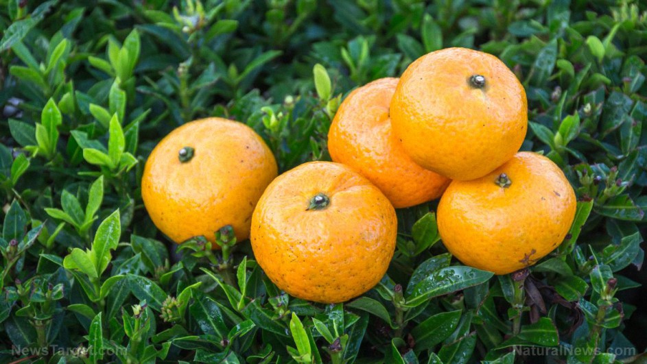 Recién exprimido: una ciudad española aprovecha las naranjas sobrantes para su suministro eléctrico