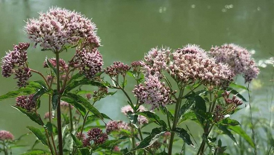 Plantas medicinales útiles en ansiedad e insomnio