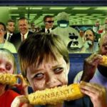 Maíz transgénico de Monsanto causa cáncer en ratas de laboratorio