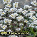 La Nevadilla (Paronychia capitata) Usos y propiedades medicinales