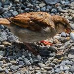 Los pájaros están utilizando las colillas del tabaco para armar sus nidos