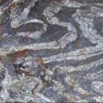 Descubrimiento reescribe dramáticamente la historia de la vida en la Tierra, afirman científicos
