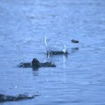 De crisis en crisis… como saltar rocas