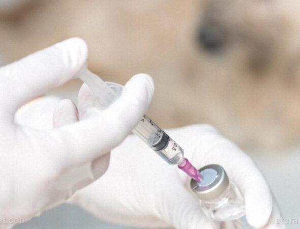 Vaccine-Dog-Veterinarian-Anesthesia-Animal-Background-Care