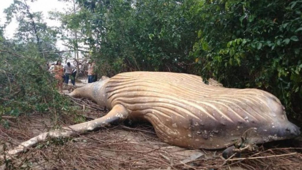 El misterio de la ballena de diez toneladas que apareció en medio de la selva del Amazonas