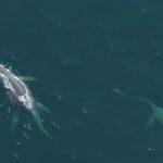 El sonar de un barco capta una gigantesca criatura en el fondo del lago Ness