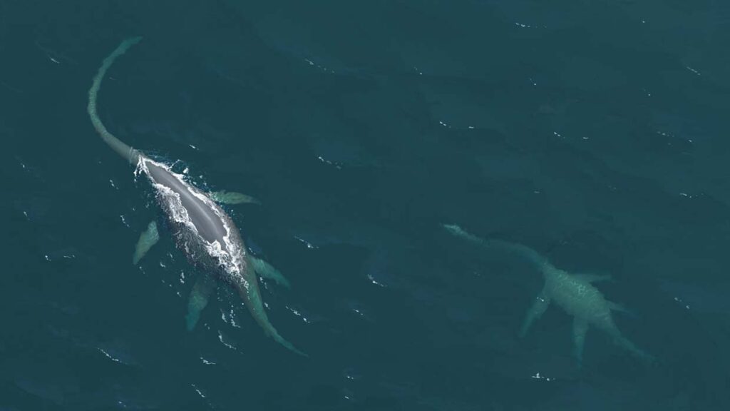 El sonar de un barco capta una gigantesca criatura en el fondo del lago Ness