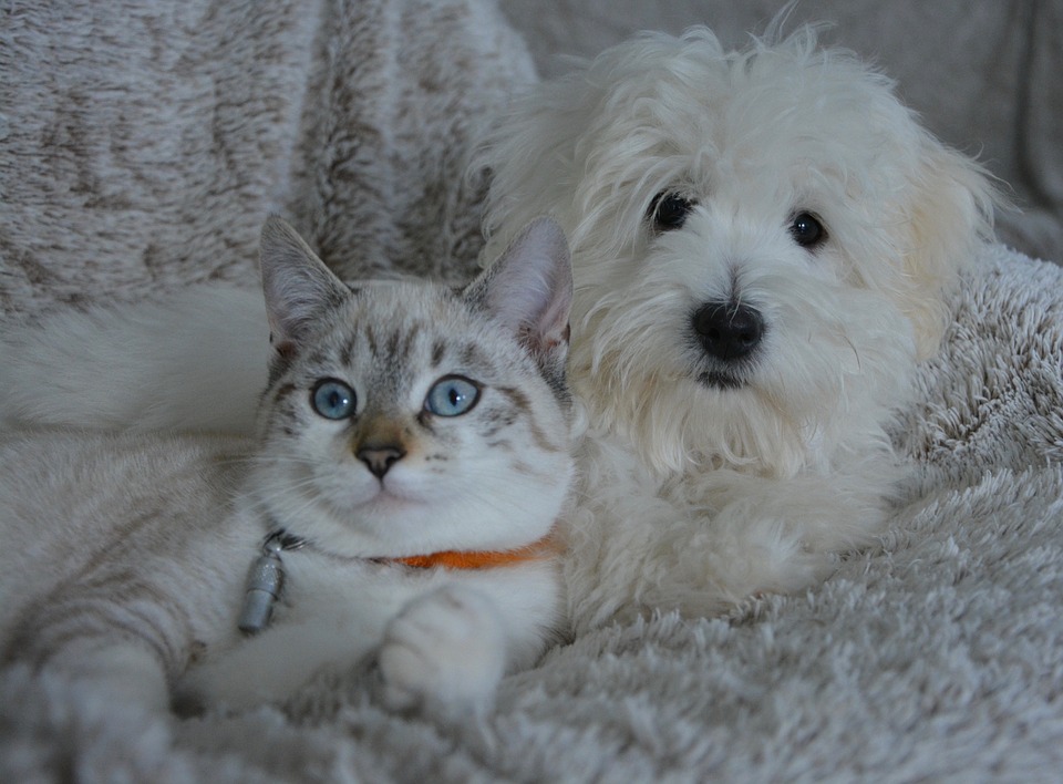 Cosas que los Perros y Gatos son capaces de ver y sentir pero tú no