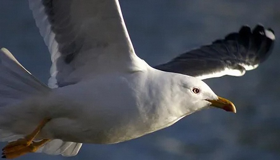 Las «gaviotas» podrían ser espías extraterrestres enviados para recopilar evidencia sobre la humanidad, afirma un experto en ovnis