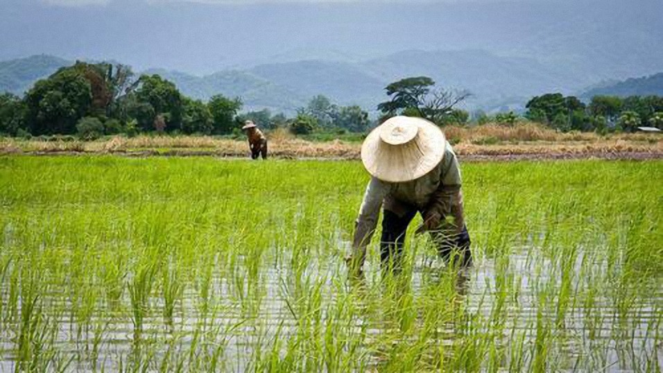 La producción mundial de arroz se desplomará un 10%, amenazando a la mitad de la humanidad