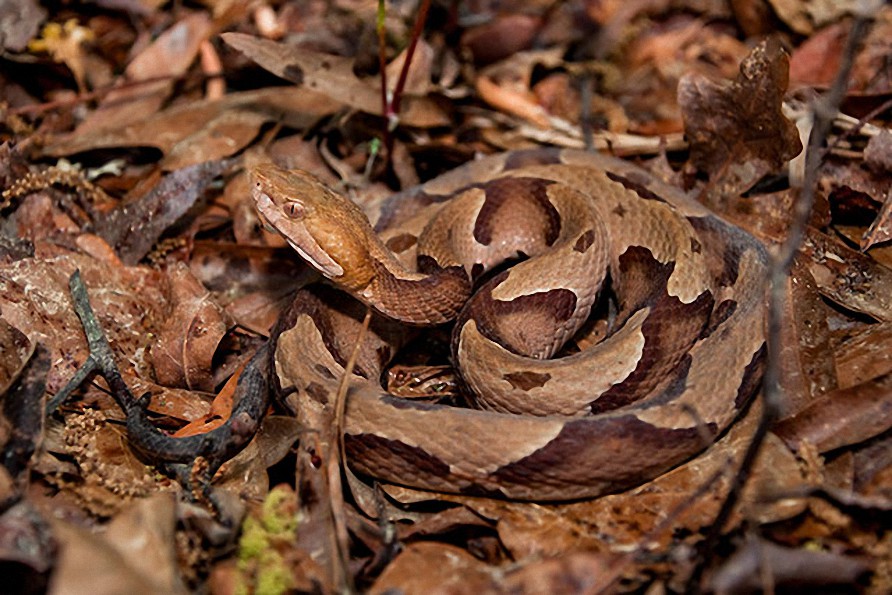 Big Pharma usa veneno de serpiente para desarrollar medicamentos y vacunas: aquí está la prueba