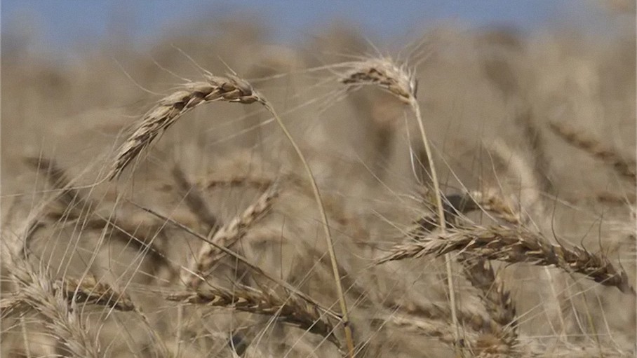 El trigo de primavera alcanza su punto más alto en 14 años debido a la «Tercera Guerra Mundial» y los problemas climáticos