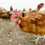 EEUU: Los precios de los huevos se disparan a medida que el 10 % de las gallinas del país desaparecen por la gripe aviar