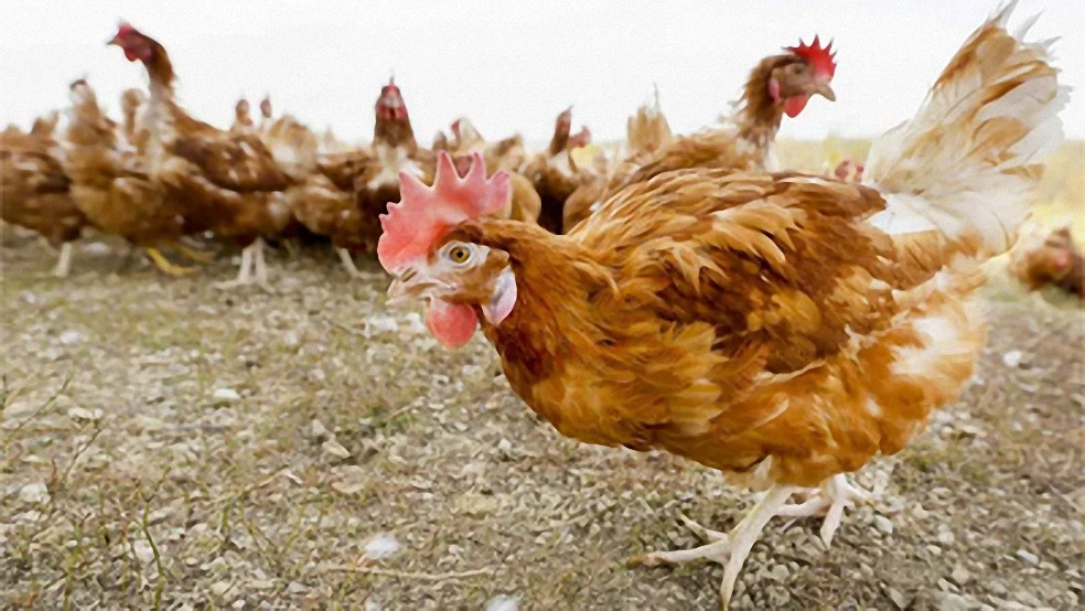 EEUU: Los precios de los huevos se disparan a medida que el 10 % de las gallinas del país desaparecen por la gripe aviar