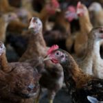 A medida que se propaga el proteccionismo alimentario, India limita las exportaciones de azúcar y Malasia detiene las ventas de pollo