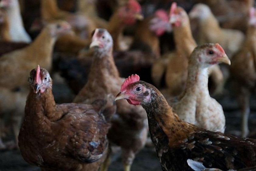 A medida que se propaga el proteccionismo alimentario, India limita las exportaciones de azúcar y Malasia detiene las ventas de pollo