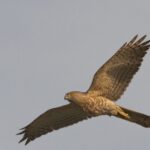 En la India caen aves del cielo en medio de la peor ola de calor de los últimos años