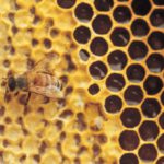 La variante patógena recién descubierta puede acabar con las poblaciones de abejas ya amenazadas en todo el mundo