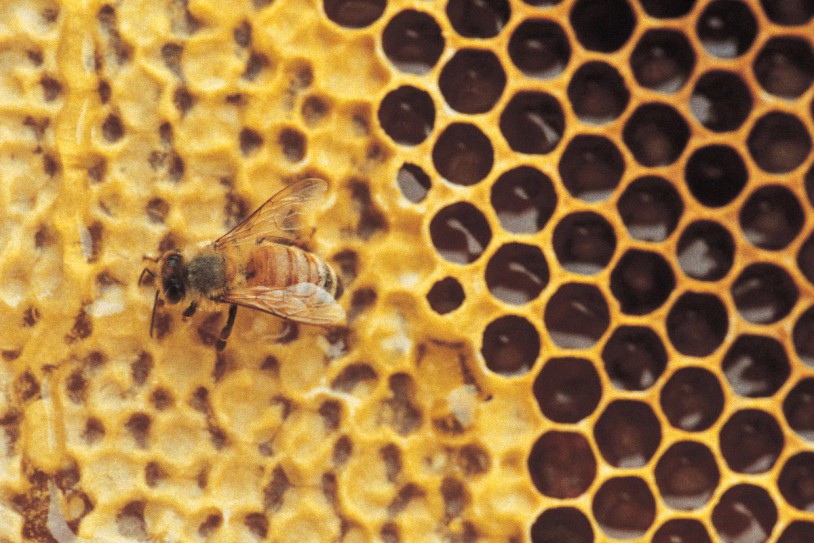 La variante patógena recién descubierta puede acabar con las poblaciones de abejas ya amenazadas en todo el mundo