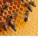 Cuidado con las abejas: alrededor del 75 % de los cultivos alimentarios del mundo dependen de las abejas y otros polinizadores