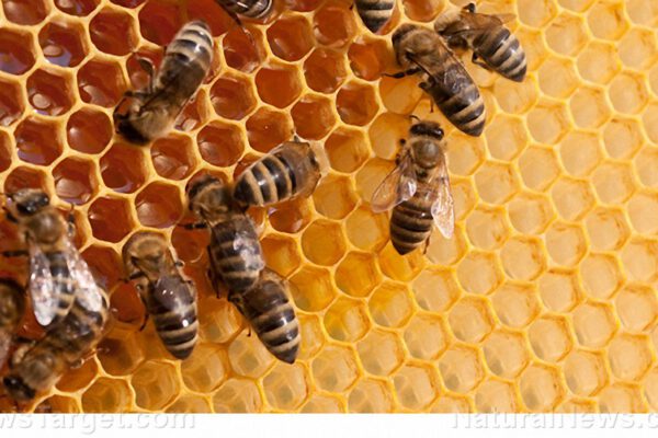 Bees-Hive-Honey-Comb