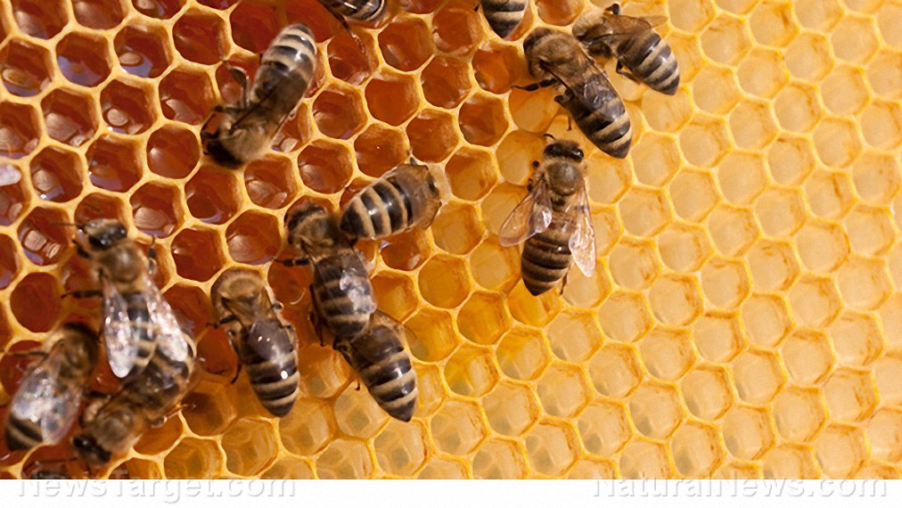 Cuidado con las abejas: alrededor del 75 % de los cultivos alimentarios del mundo dependen de las abejas y otros polinizadores