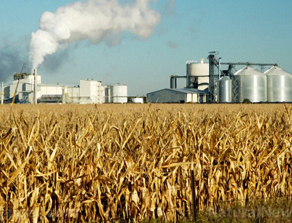 Corn-Field-Factory-Processing-Plant