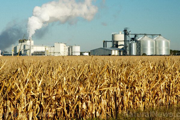 Corn-Field-Factory-Processing-Plant