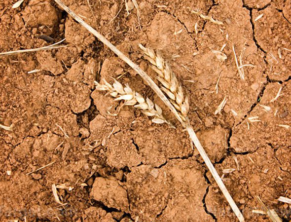 Drought-Wheat-Crop-Dry-Land