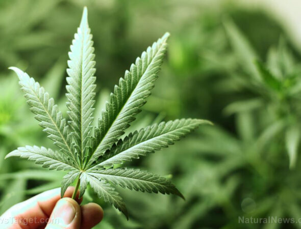 Marijuana-Cannabis-Marihuana-Medical-Weed-Hemp-Background
