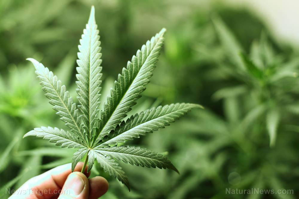 Tailandia regala un millón de plantas de cannabis para animar a los ciudadanos a cultivar medicina natural