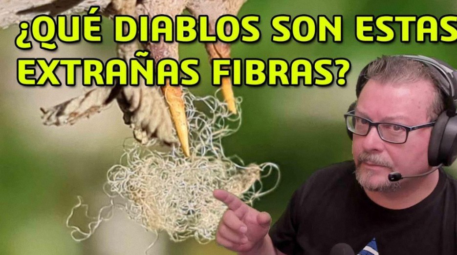 ¿Qué Diablos son estas Extrañas Fibras?